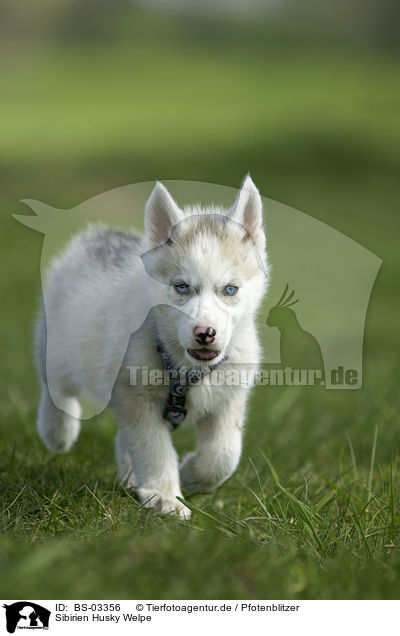 Sibirien Husky Welpe / Siberian Husky Puppy / BS-03356