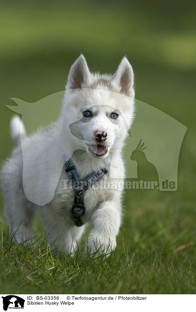 Sibirien Husky Welpe / Siberian Husky Puppy / BS-03358