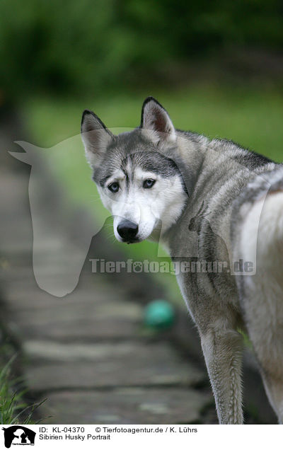 Sibirien Husky Portrait / Siberian Husky Portrait / KL-04370