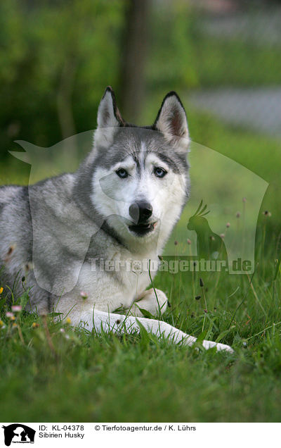 Sibirien Husky / Siberian Husky / KL-04378