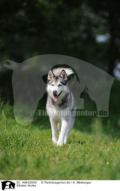 Sibirien Husky / Siberian Husky / AM-02609