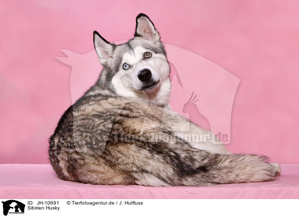 Sibirien Husky / Siberian Husky / JH-10691