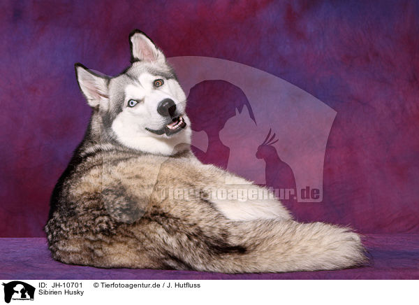 Sibirien Husky / Siberian Husky / JH-10701