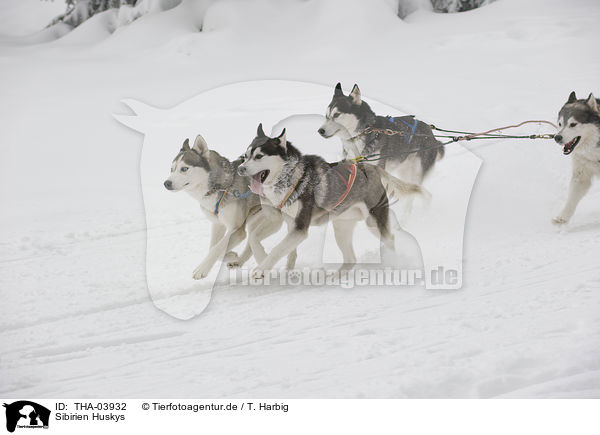 Sibirien Huskys / Siberian Huskys / THA-03932