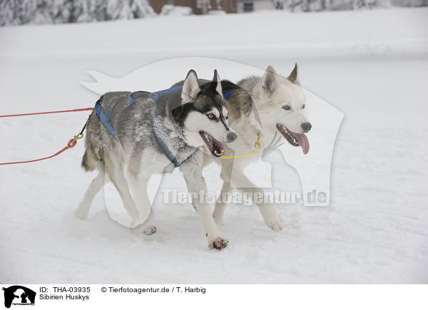 Sibirien Huskys / Siberian Huskys / THA-03935