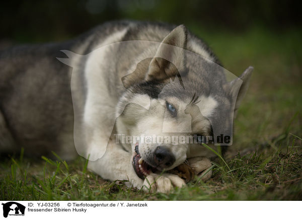 fressender Sibirien Husky / eating Siberian Husky / YJ-03256