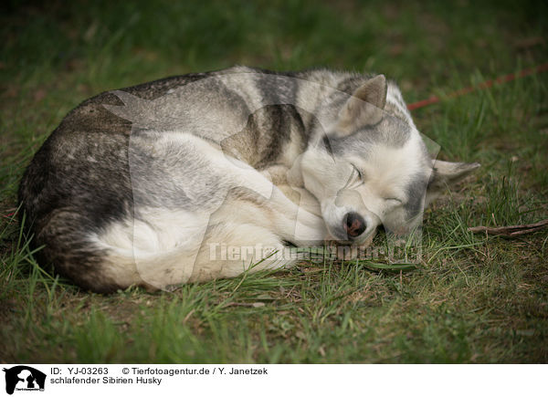 schlafender Sibirien Husky / sleeping Siberian Husky / YJ-03263