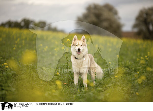 Husky Rde / male Husky / TBA-02944