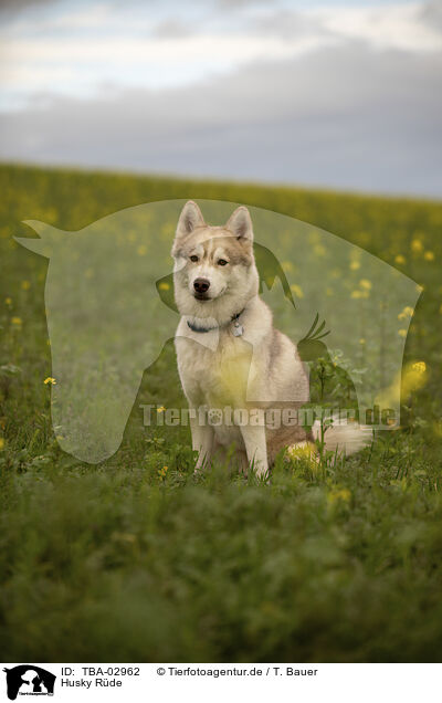 Husky Rde / male Husky / TBA-02962