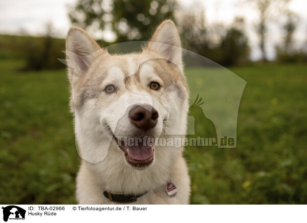 Husky Rde / male Husky / TBA-02966