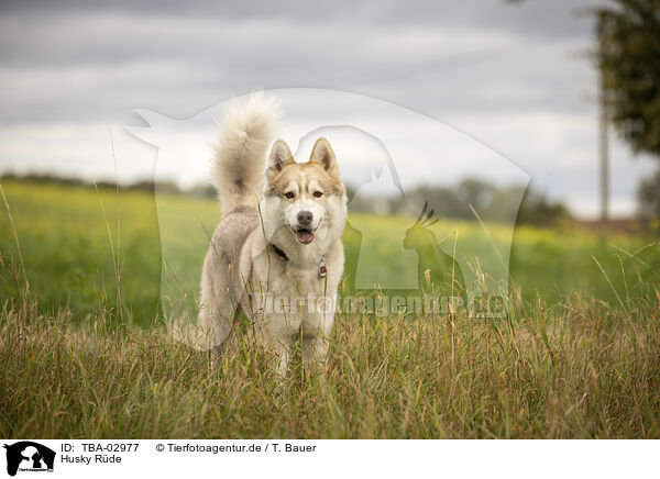 Husky Rde / male Husky / TBA-02977