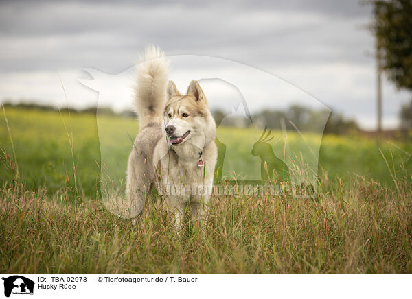 Husky Rde / male Husky / TBA-02978