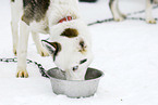 fressender Siberian Husky