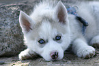 Sibirien Husky Welpe