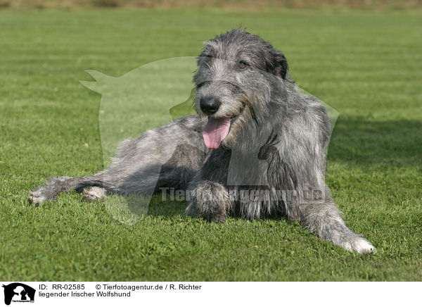 liegender Irischer Wolfshund / lying Irish Wolfhound / RR-02585