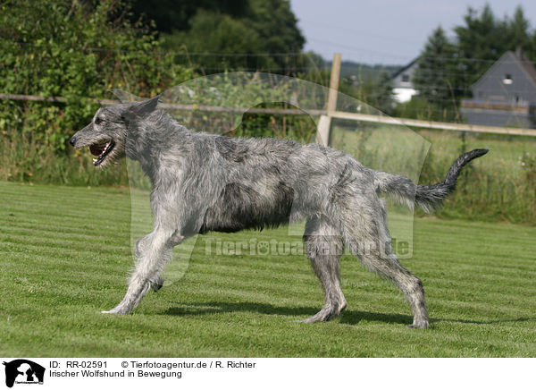 Irischer Wolfshund in Bewegung / Irish Wolfhound in action / RR-02591