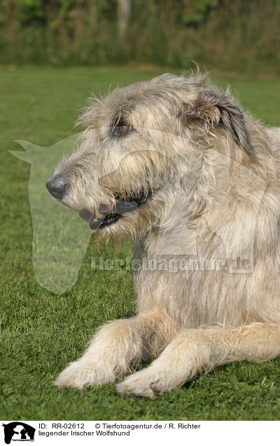 liegender Irischer Wolfshund / lying Irish Wolfhound / RR-02612
