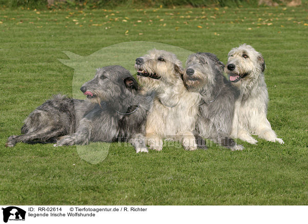 liegende Irische Wolfshunde / lying Irish Wolfhounds / RR-02614