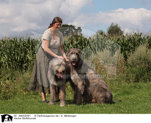 Irische Wolfshunde / Irish Wolfhounds / AM-02091