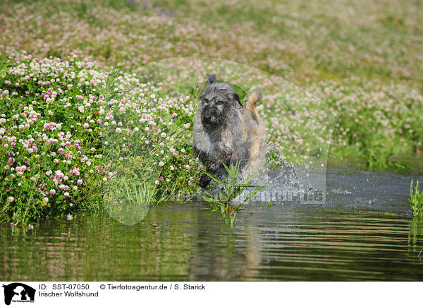 Irischer Wolfshund / Irish Wolfhound / SST-07050