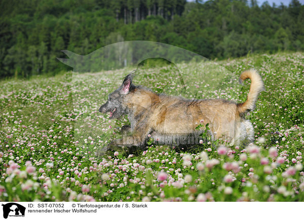 rennender Irischer Wolfshund / running Irish Wolfhound / SST-07052