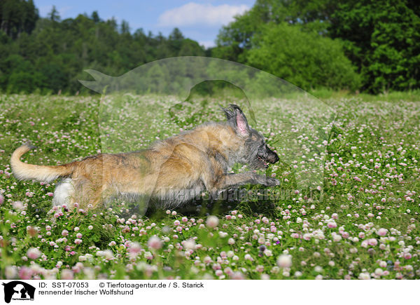 rennender Irischer Wolfshund / running Irish Wolfhound / SST-07053