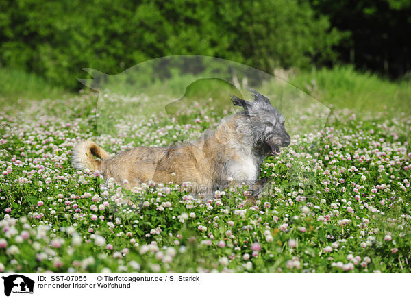 rennender Irischer Wolfshund / running Irish Wolfhound / SST-07055
