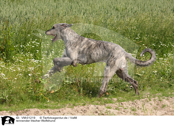 rennender Irischer Wolfshund / running Irish Wolfhound / VM-01219