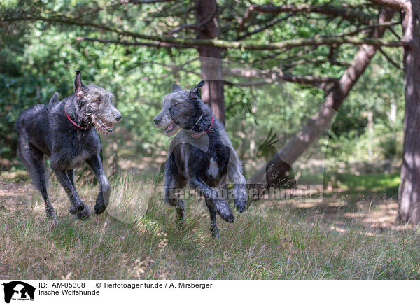 Irische Wolfshunde / Irish Wolfhounds / AM-05308