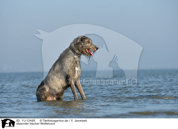 sitzender Irischer Wolfshund / sitting Irish Wolfhound / YJ-12495