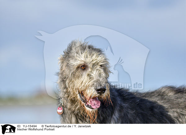 Irischer Wolfshund Portrait / Irish Wolfhound portrait / YJ-15494