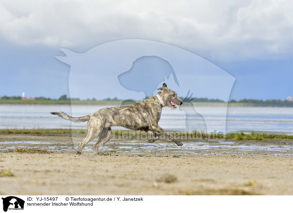 rennender Irischer Wolfshund / running Irish Wolfhound / YJ-15497