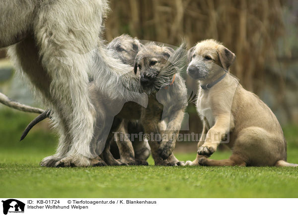 Irischer Wolfshund Welpen / Irish Wolfhound Puppies / KB-01724