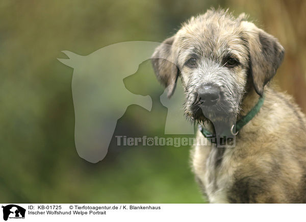 Irischer Wolfshund Welpe Portrait / Irish Wolfhound Puppy portrait / KB-01725