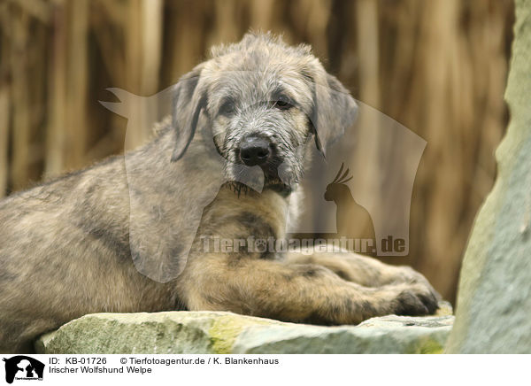 Irischer Wolfshund Welpe / Irish Wolfhound Puppy / KB-01726