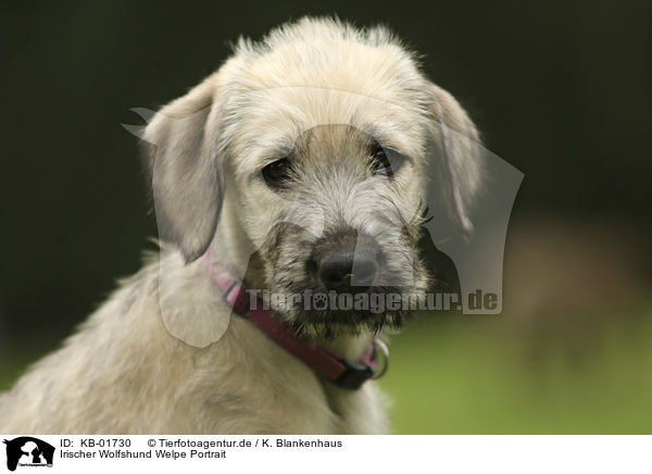 Irischer Wolfshund Welpe Portrait / Irish Wolfhound Puppy portrait / KB-01730