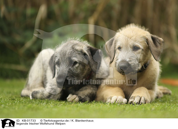 liegende Irischer Wolfshund Welpen / lying Irish Wolfhound Puppies / KB-01733