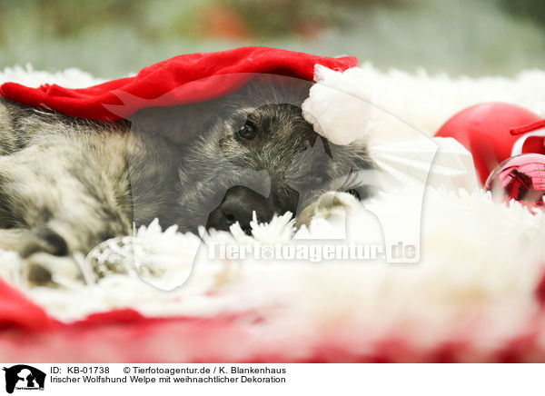 Irischer Wolfshund Welpe mit weihnachtlicher Dekoration / Irish Wolfhound Puppy with Christmas decoration / KB-01738