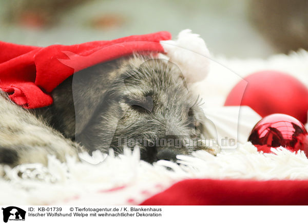 Irischer Wolfshund Welpe mit weihnachtlicher Dekoration / Irish Wolfhound Puppy with Christmas decoration / KB-01739