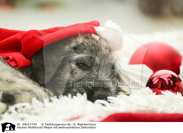 Irischer Wolfshund Welpe mit weihnachtlicher Dekoration / Irish Wolfhound Puppy with Christmas decoration / KB-01740