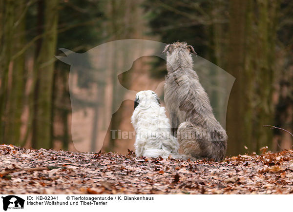 Irischer Wolfshund und Tibet-Terrier / sighthound and Tibetan Terrier / KB-02341