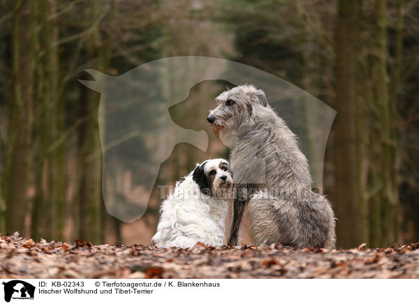 Irischer Wolfshund und Tibet-Terrier / sighthound and Tibetan Terrier / KB-02343