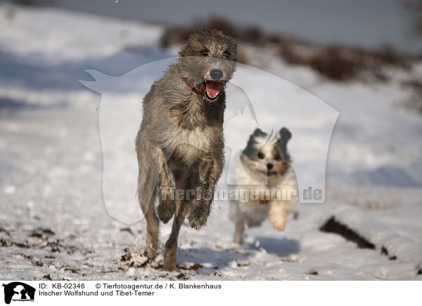 Irischer Wolfshund und Tibet-Terrier / sighthound and Tibetan Terrier / KB-02346