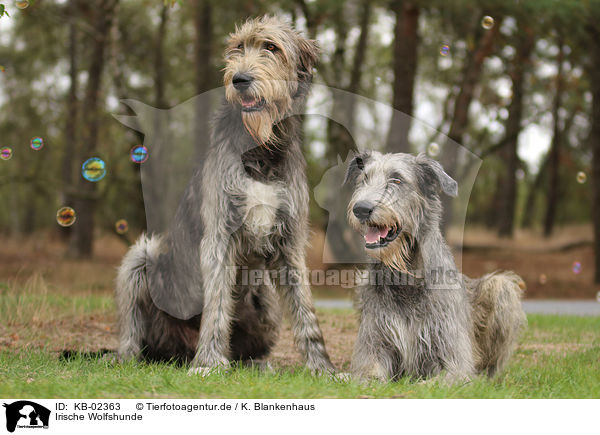 Irische Wolfshunde / sighthounds / KB-02363