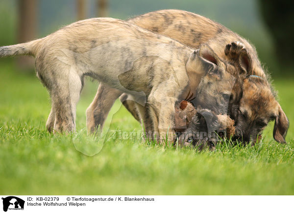 Irische Wolfshund Welpen / sighthound puppies / KB-02379