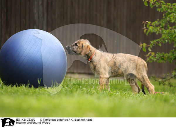 Irischer Wolfshund Welpe / sighthound puppy / KB-02392