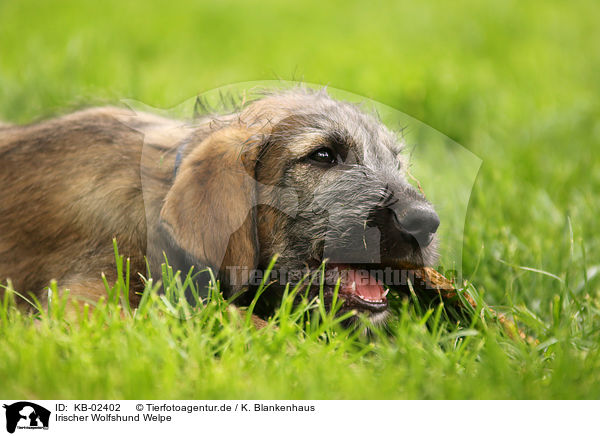 Irischer Wolfshund Welpe / sighthound puppy / KB-02402