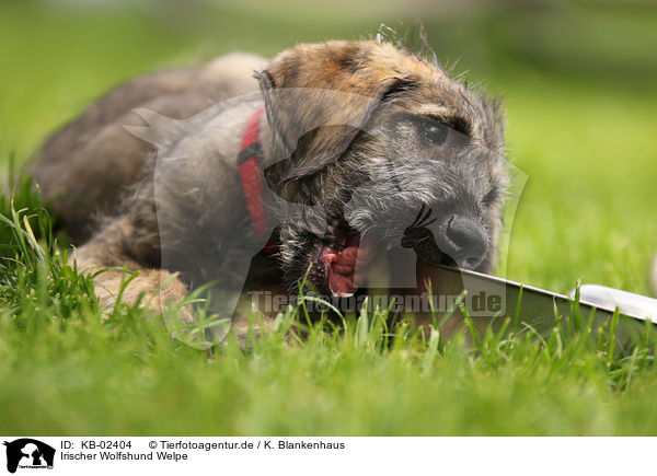 Irischer Wolfshund Welpe / sighthound puppy / KB-02404