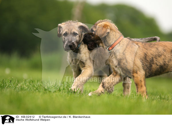 Irische Wolfshund Welpen / sighthound puppies / KB-02412