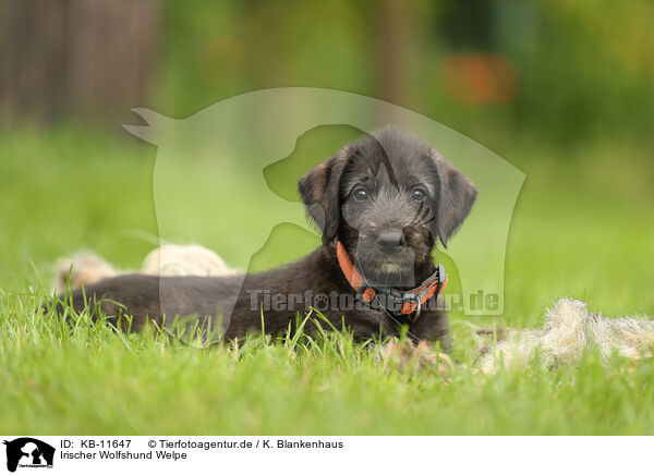 Irischer Wolfshund Welpe / Irish Wolfhound Puppy / KB-11647